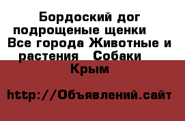 Бордоский дог подрощеные щенки.  - Все города Животные и растения » Собаки   . Крым